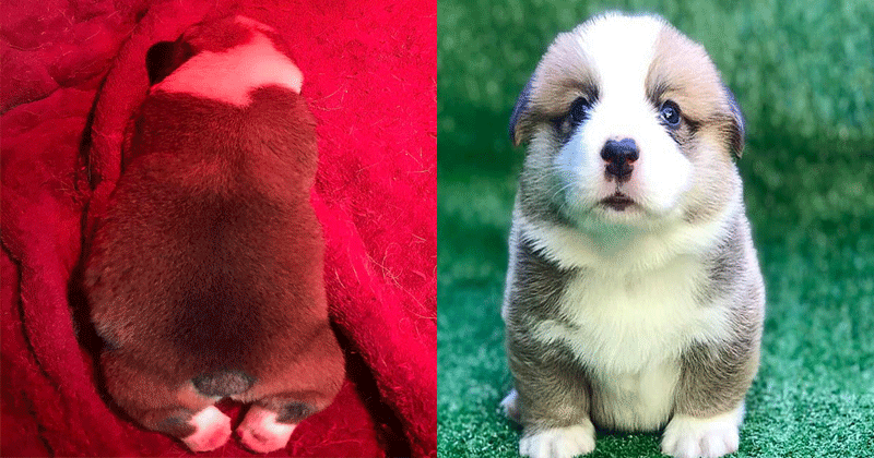 Phận làm chó nhưng thân hình lại mũm mĩm như heo, mặt ngoan như mèo, chú Corgi này đang chiếm spotligh trên MXH