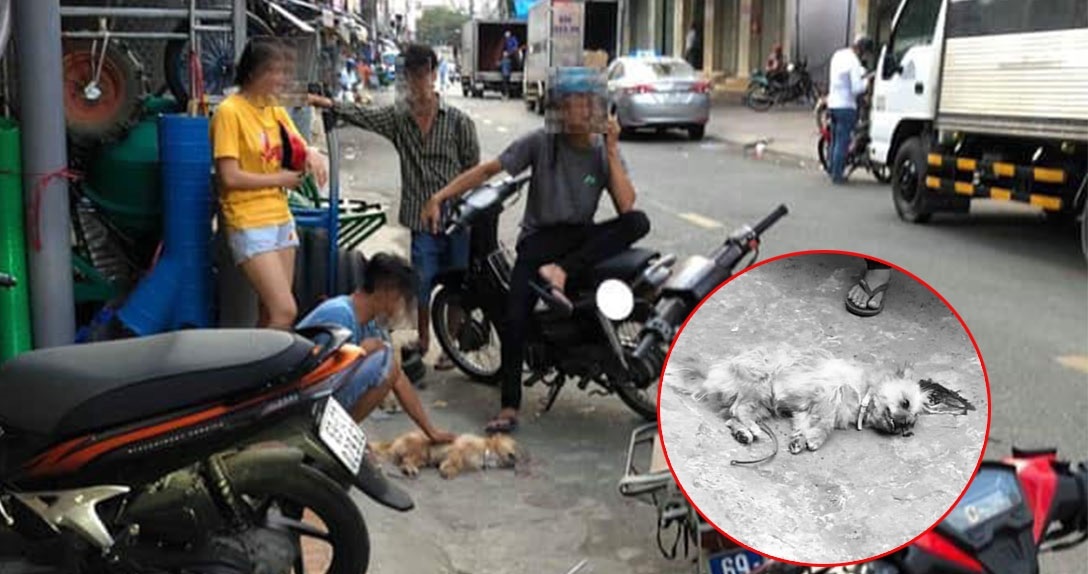 Thanh niên đánh chết chú chó nhỏ vì tè bậy ngoài đường: Có cần thiết phải nhẫn tâm như thế?