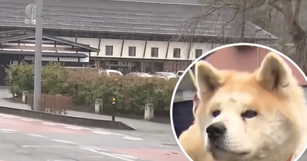 Cô chó Akita nổi tiếng trên MXH và được trao bằng khen vì cứu mạng cụ bà hơn 90 tuổi