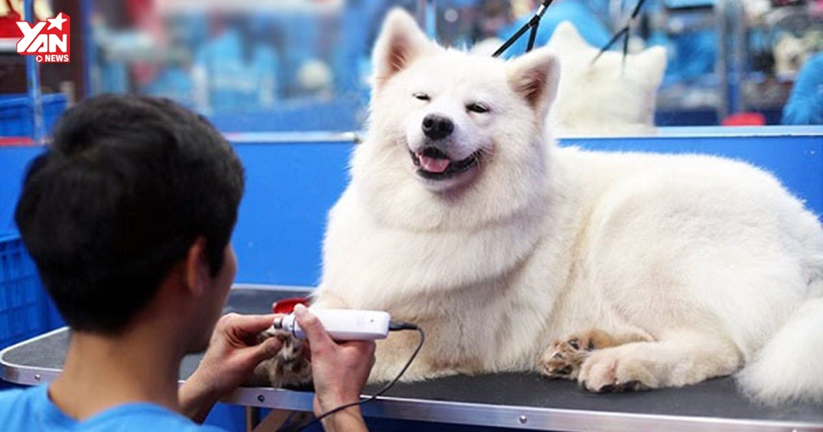 Dân mạng kéo nhau đi đăng ký chăm sóc cún cho Tổng lãnh sự quán Mỹ: Yêu cầu biết ngôn ngữ chó