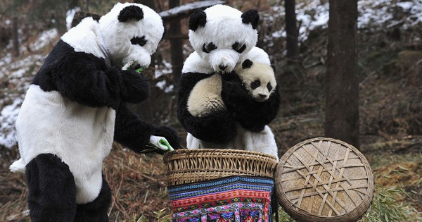 Nghề nghiệp đáng yêu nhất thế giới: Đóng giả làm gấu trúc để chơi đùa, chăm sóc gấu con