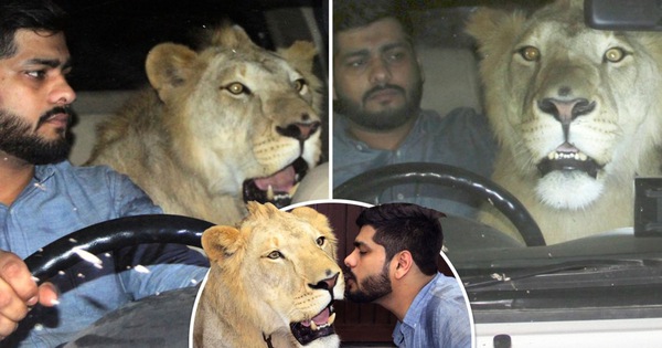 Gặp gỡ Simba: Chú sư tử lớn lên ở nông trại, hay mè nheo và 'ngại' đi ô tô