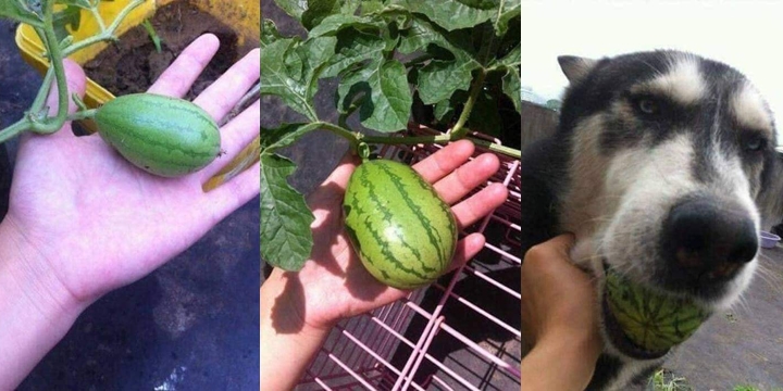 Góc hài hước: Husky 'ngáo' nổi cơn gặm đứt quả dưa hấu 'sen' trồng rồi còn tỏ thái độ 'lồi lõm