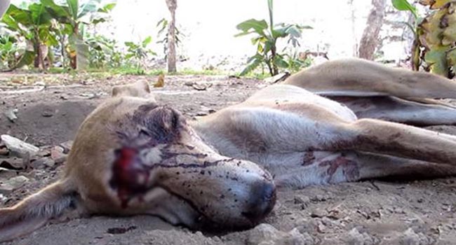 Chú chó vỡ đầu lê lết đến vườn hoa chờ chết, tưởng không qua nổi nhưng 3 tuần sau ai nấy xúc động