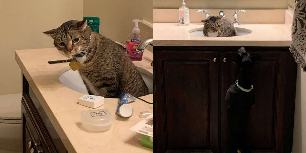 Lần đầu gặp chó - Hoàng thượng sợ hãi trốn luôn trong bồn rửa tay không chịu ra ngoài