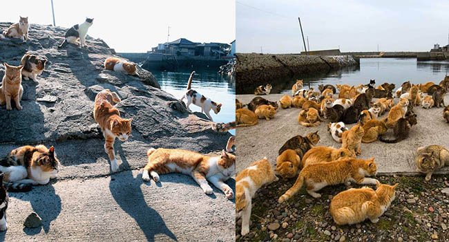 Đến thăm đảo mèo lớn nhất Nhật Bản, hội “con sen” đến đây thì đảm bảo sướng phát ngất!