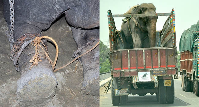 Chú voi rơi nước mắt vui mừng vì được giải cứu sau 50 năm gông cùm đói khát