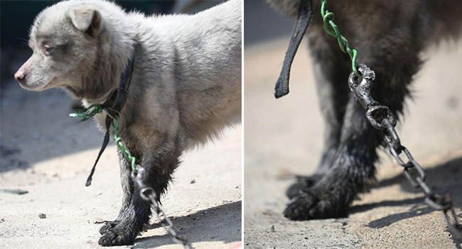 Bị xích và không thể chạy trốn, Chú chó nhỏ bị cháy xem cả đôi chân trong cơn hỏa hoạn tàn khốc ở Hàn Quốc