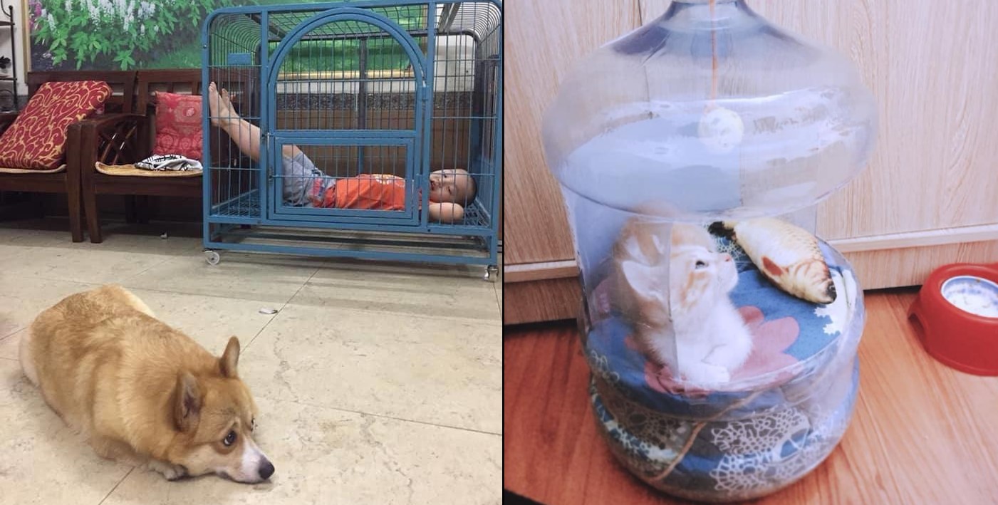 Cười muốn "nín thở" với ảnh vui tuần qua: Khi tài xế phanh gấp, đi ăn cỗ về mất chỗ