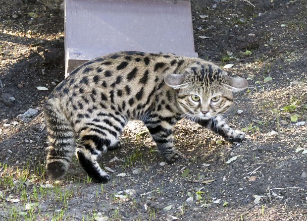 Mèo chân đen: Loài mèo nguy hiểm nhất trên Trái Đất ẩn sau vẻ ngoài đáng yêu