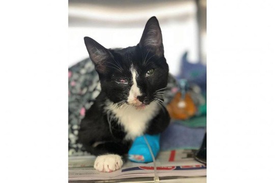 Bị kẹt trong máy giặt 30 phút, mèo con sống sót kỳ diệu