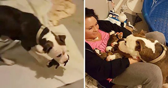 Được cưu mang, chó mẹ đưa 11 cún con vào lòng cô nhắn nhủ: ‘Đây là nơi an toàn nhất!’