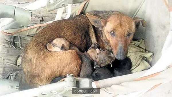 Bàn tay bé nhỏ thò ra từ ổ chó, hình ảnh mà cô không bao giờ có thể quên