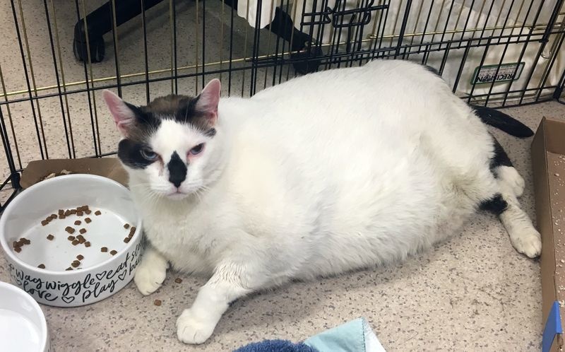 Chú mèo béo ngốc nghếch nhất thế giới bị bỏ rơi vì quá mập, phải giảm cân mới được nhận nuôi