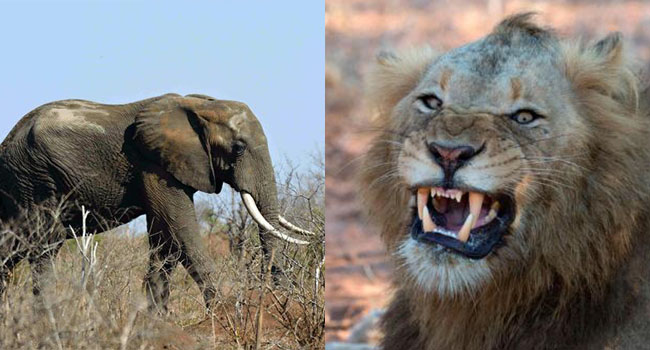 Góc quả báo: Tên trộm sừng tê giác bị voi giẫm chết, xác thì bị sư tử ăn thịt