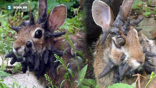 Phát hiện thỏ “zombie” giống hệt trong game: Sừng mọc tua tủa trên khuôn mặt