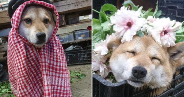 Gặp gỡ boss Shiba bán hoa nổi tiếng ở Nhật Bản, được phong là "bà chủ nhàn rỗi" của các nhân viên trên nông trại