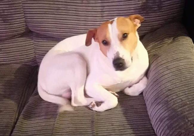 Boss nhập viện vì lỡ nuốt nhầm băng game Nintendo DS làm các Sen lo sốt vó