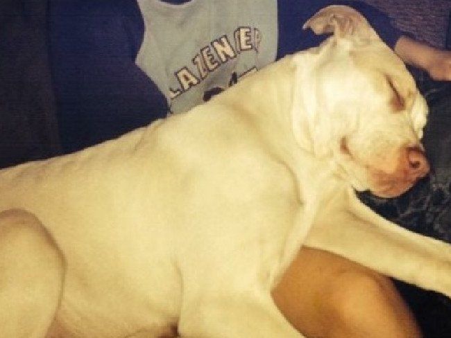 Cậu bé bị mẹ ruột dìm xuống sông chú chó dũng cảm lao xuống giải cứu