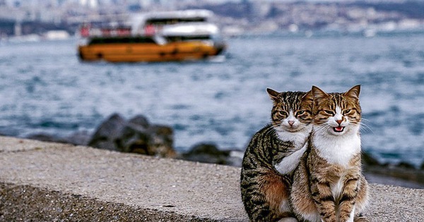 Hình ảnh đôi mèo âu yếm đầy tình cảm trên bến cảng khiến hội FA suy sụp: 'Đến lũ mèo cũng còn có nhau'