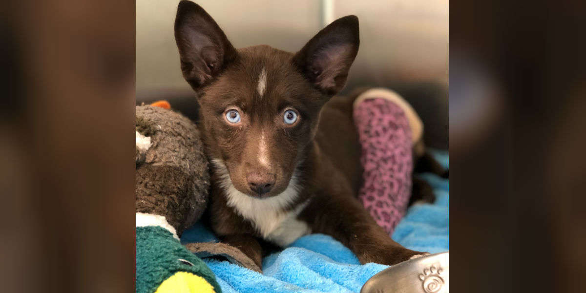 Chỉ vì bị gãy chân mà cô cún con 12 tuần tuổi bị bỏ rơi 1 cách lạnh lùng vì không thể bán được nữa 