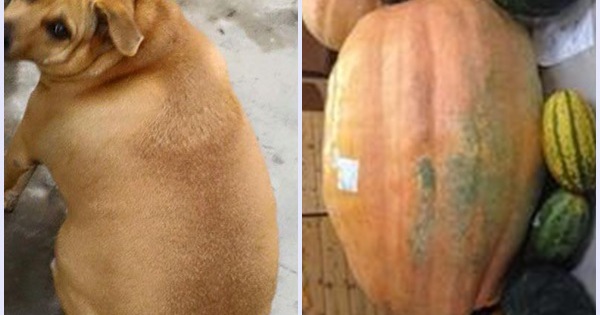 Lại thêm một chú cún béo tròn "như quả bí" khiến cư dân mạng thích thú