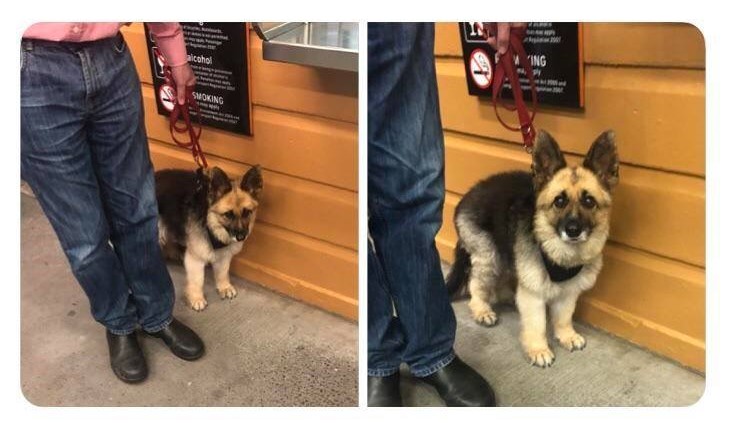 Bệnh Lùn Tuyến Yên ở cún - Vẻ ngoài dễ thương nhưng ẩn bên trong là tội ác vô nhân đạo