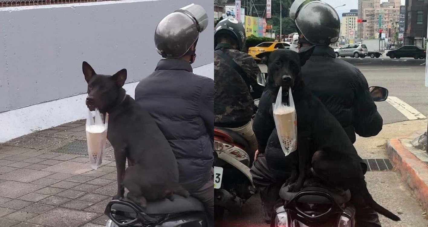 Chú chó giúp chủ đi ship trà sữa: Đúng "chó nhà người ta" không bao giờ làm bạn thất vọng!