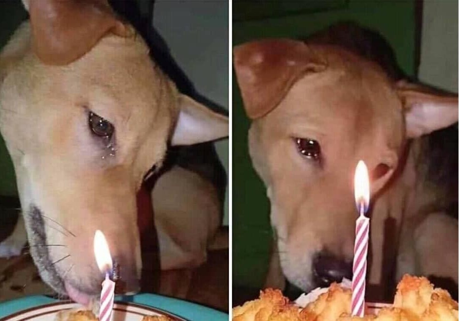 Xúc động hình ảnh chú chó rơi nước mắt khi được "thổi" nến trong ngày sinh nhật