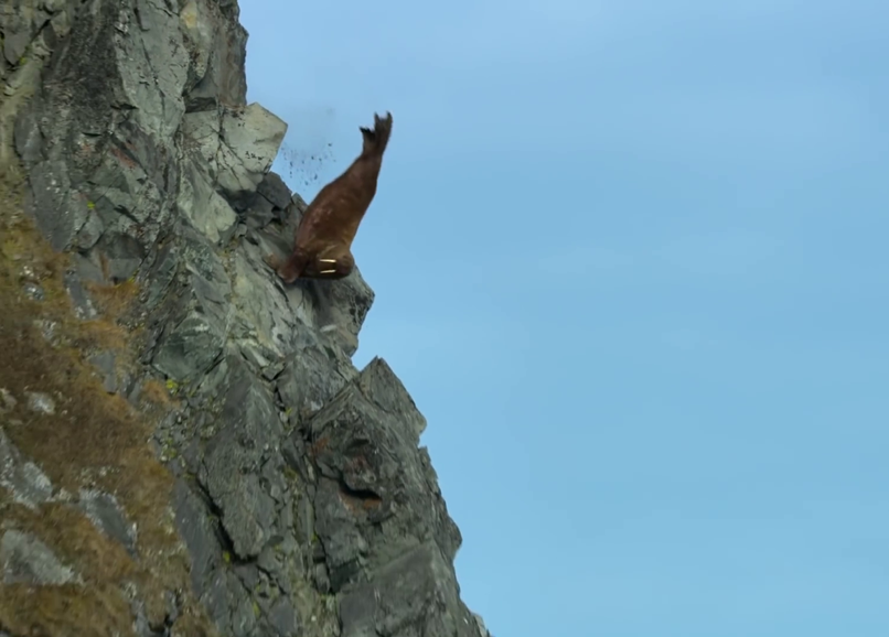 Bộ phim tài liệu bị chỉ trích là dàn dựng khi để voi biển rơi từ vách đá cao tử vong