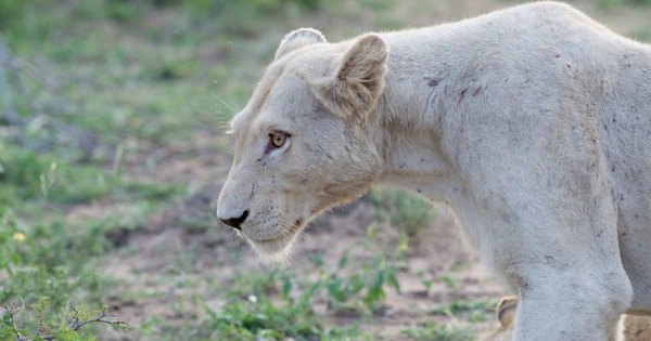 Clip: Liều mạng vuốt ve sư tử cái, người đàn ông bị cắn suýt đứt lìa cánh tay