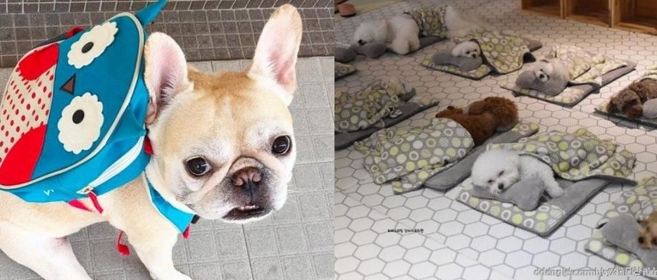 Thú cưng Hàn Quốc được đi học mẫu giáo: Ngày 6 tiết, có sổ liên lạc và kiểm tra bài cũ