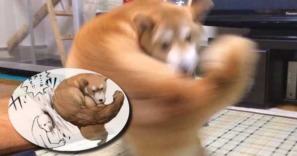 Khoảnh khắc chú chó Shiba quay đầu 'tung nắm đấm không trượt phát nào' như Saitama bất ngờ gây sốt trên MXH
