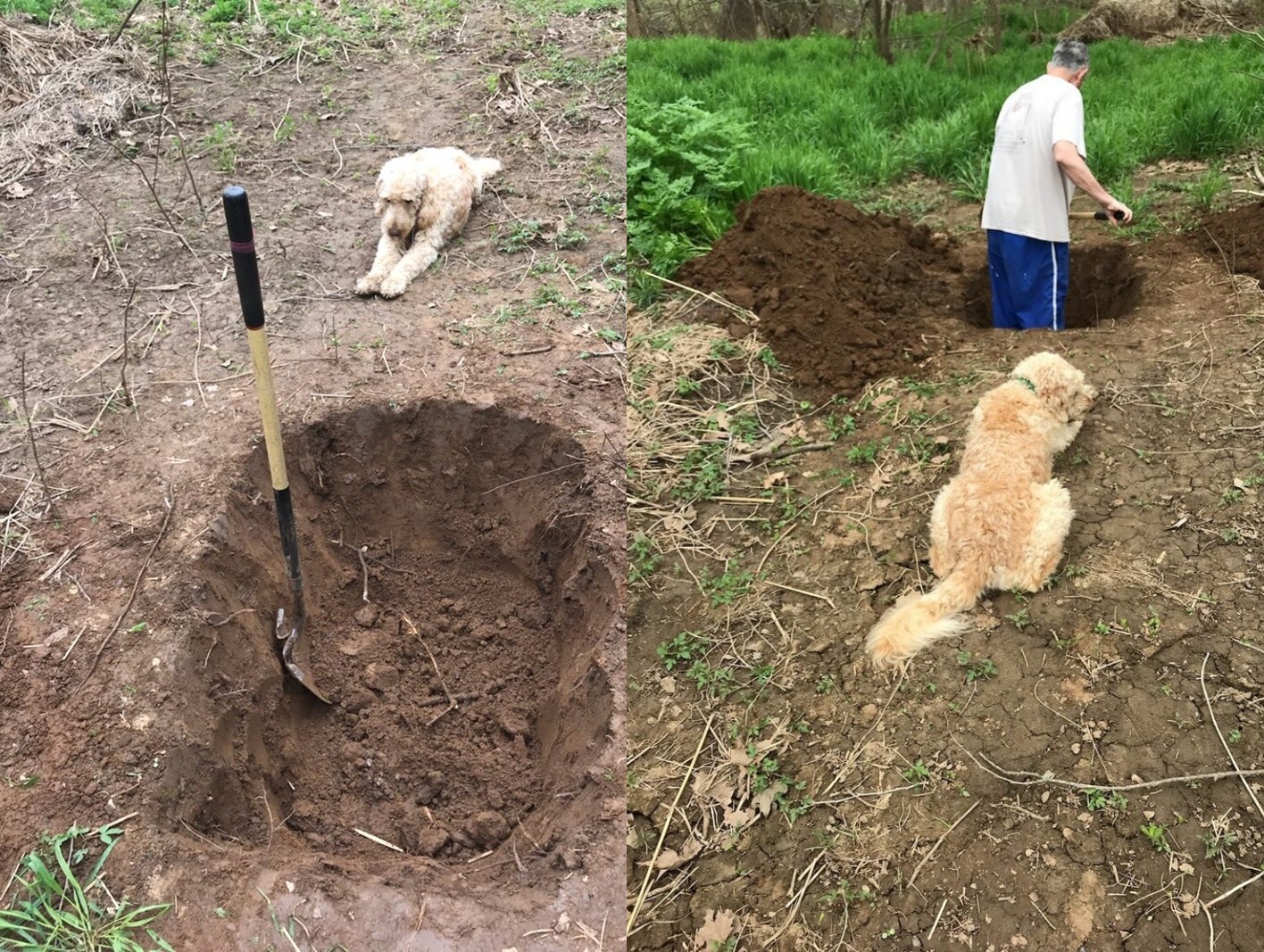 Nhói lòng khoảnh khắc chú chó nằm nhìn người chủ đào huyệt mộ cho mình