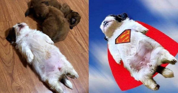 Hot trên Face: Chó con ngủ say như chết bất ngờ nổi tiếng trên MXH