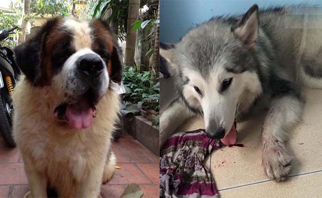 Hàng loạt chú chó bị sốc nhiệt trong những ngày nắng nóng kỷ lục trên 40 độ C