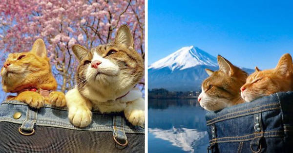 Dân mạng phát hờn với 2 boss mèo được vác đi khắp Nhật Bản: Cảnh đẹp như mơ mà chỉ lo ngáp với ngủ