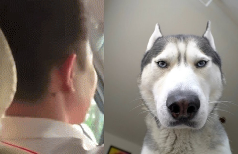 CĐM mạng tranh cãi vụ tài xế taxi phàn nàn chó hôi, khách đáp gắt: "Chó toàn tiền chục triệu"