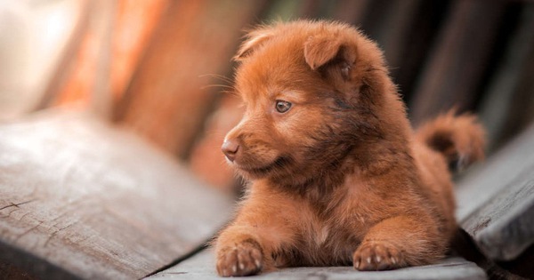 4000 năm trước một con chó trông như thế nào? Câu hỏi không tưởng này cuối cùng đã có đáp án rồi