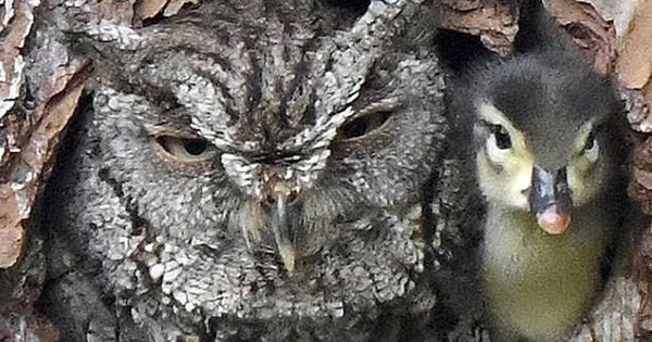 Đáng yêu vô đối: Khuôn mặt bẽ bàng của mẹ cú khi phát hiện quả trứng mình ấp bấy lâu lại nở ra một... con vịt