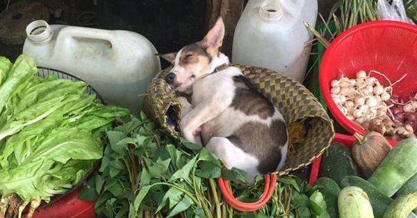 Hình ảnh em cún theo mẹ ra chợ bán rau nhưng ngủ lăn quay được thả tim rần rần vì đáng yêu quá xá