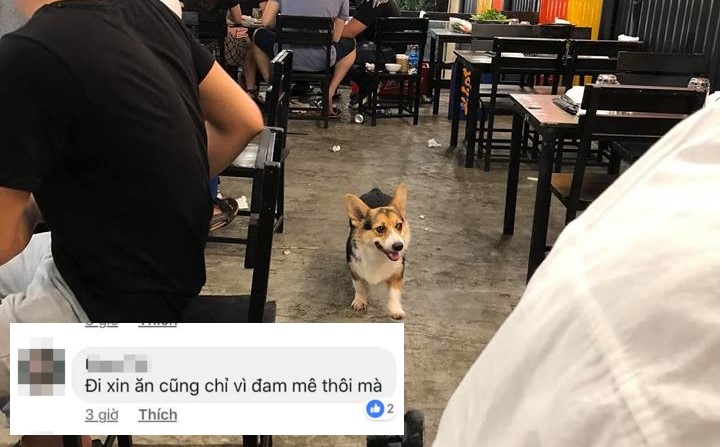 Nhà giàu, “bố” chủ quán bia nhưng "đại boss" Corgi vẫn đi xin ăn vì... đam mê
