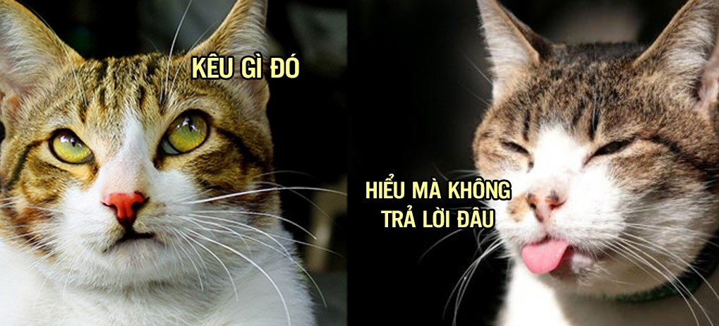 Thực ra mèo biết tên của chúng là gì, chúng chỉ giả vờ không nghe bạn gọi thôi
