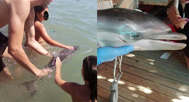 Cá heo con chết thảm vì bị du khách lôi lên bờ chơi đùa và chụp ảnh selfie