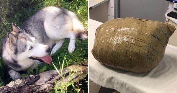 Cô gái đi du lịch về thấy chó cưng đã chết, thậm chí còn bị nhân viên chăm sóc quấn băng dính chặt cứng một cục