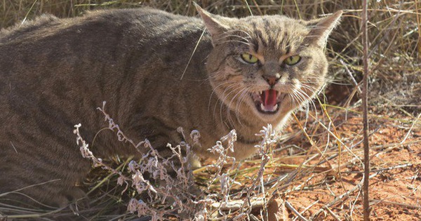 Úc lên kế hoạch giết 2 triệu con mèo hoang