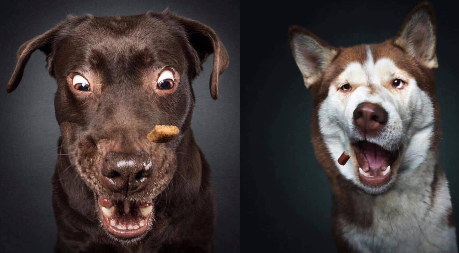 1001 biểu cảm của các "soái cún" khi bắt thức ăn khiến "con sen" được phen cười nắc nẻ