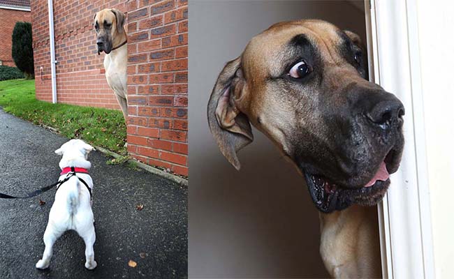 Hài hước chú chó ScoobyDoo đời thực không sợ trời đất còn lại cái gì cũng sợ