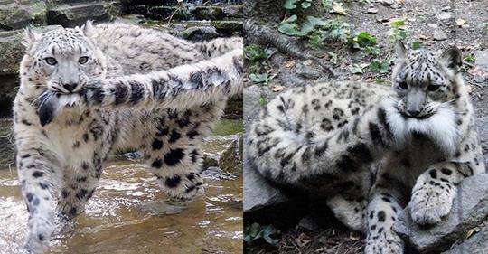 Bí ẩn đằng sau hình ảnh con báo tuyết quanh năm ngậm đuôi, cứ nhả ra là rơi nước mắt