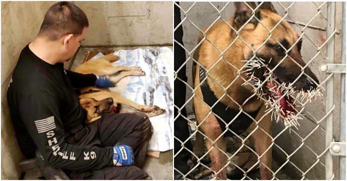 Chó nghiệp vụ nhập viện khẩn cấp vì bị nhím cắm hơn 200 gai lên mặt